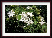 Jasmine Flowers in Bloom, Madagascar Fine Art Print