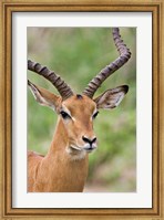 Male Impala, Tanzania Fine Art Print