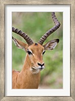 Male Impala, Tanzania Fine Art Print