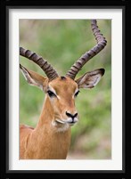 Male Impala, Tanzania Fine Art Print