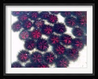 Marine life, Sea urchins, Sarodrano, Madagascar Fine Art Print