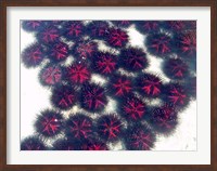Marine life, Sea urchins, Sarodrano, Madagascar Fine Art Print
