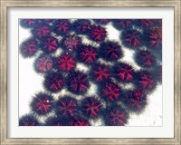 Marine life, Sea urchins, Sarodrano, Madagascar Fine Art Print