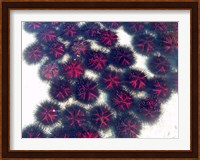Marine life, Sea urchins, Sarodrano, Madagascar Fine Art Print