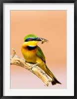 Little Bee-eater Bird on limb with bee in beak, Kenya Fine Art Print