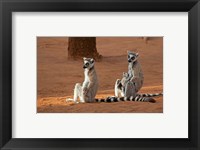Madagascar, Berenty Reserve. Ring-tailed Lemurs Fine Art Print