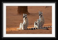 Madagascar, Berenty Reserve. Ring-tailed Lemurs Fine Art Print