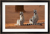 Madagascar, Berenty Reserve. Ring-tailed Lemurs Fine Art Print