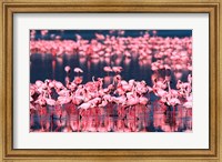 Lesser Flamingos, Lake Nakuru, Kenya Fine Art Print