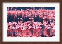 Lesser Flamingos, Lake Nakuru, Kenya Fine Art Print