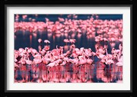 Lesser Flamingos, Lake Nakuru, Kenya Fine Art Print