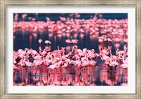 Lesser Flamingos, Lake Nakuru, Kenya Fine Art Print