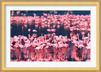 Lesser Flamingos, Lake Nakuru, Kenya Fine Art Print