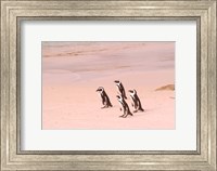 Jackass Penguins at the Boulders, near Simons Town, South Africa Fine Art Print