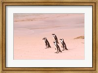 Jackass Penguins at the Boulders, near Simons Town, South Africa Fine Art Print