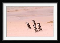 Jackass Penguins at the Boulders, near Simons Town, South Africa Fine Art Print