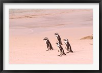 Jackass Penguins at the Boulders, near Simons Town, South Africa Fine Art Print