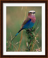 Lilac Breasted Roller, Masai Mara, Kenya Fine Art Print