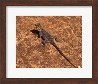 Malawi; Zomba; Brown lizard, Zomba Mountain Lodge Fine Art Print
