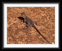 Malawi; Zomba; Brown lizard, Zomba Mountain Lodge Fine Art Print