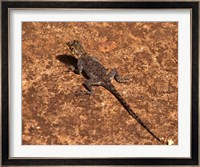 Malawi; Zomba; Brown lizard, Zomba Mountain Lodge Fine Art Print