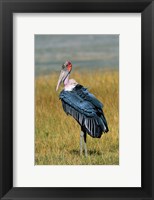 Marabou Stork, Kenya Fine Art Print