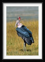 Marabou Stork, Kenya Fine Art Print