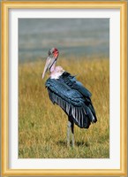 Marabou Stork, Kenya Fine Art Print