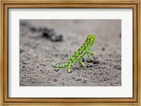 Jackson's Chameleon lizard, Maasai Mara Kenya Fine Art Print