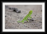 Jackson's Chameleon lizard, Maasai Mara Kenya Fine Art Print