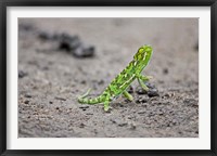 Jackson's Chameleon lizard, Maasai Mara Kenya Fine Art Print
