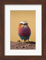 Lilac-breasted Roller bird, Maasai Mara, Kenya Fine Art Print