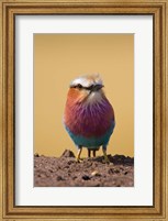 Lilac-breasted Roller bird, Maasai Mara, Kenya Fine Art Print