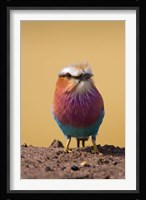 Lilac-breasted Roller bird, Maasai Mara, Kenya Fine Art Print