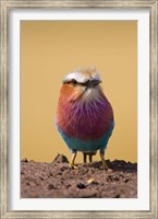 Lilac-breasted Roller bird, Maasai Mara, Kenya Fine Art Print