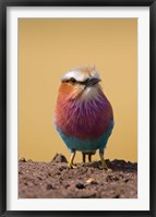Lilac-breasted Roller bird, Maasai Mara, Kenya Fine Art Print