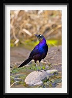 Longtailed Glossy Starling bird, Maasai Mara Kenya Fine Art Print