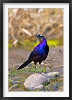 Longtailed Glossy Starling bird, Maasai Mara Kenya Fine Art Print