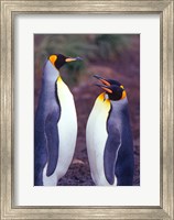 King Penguins, South Georgia Island, Antarctica Fine Art Print