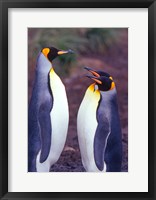 King Penguins, South Georgia Island, Antarctica Fine Art Print