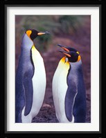 King Penguins, South Georgia Island, Antarctica Fine Art Print