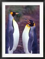 King Penguins, South Georgia Island, Antarctica Fine Art Print