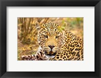 Leopard Profile at Africat Project, Namibia Fine Art Print