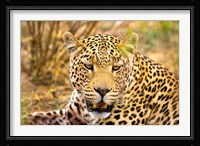 Leopard Profile at Africat Project, Namibia Fine Art Print