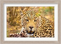 Leopard Profile at Africat Project, Namibia Fine Art Print