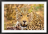 Leopard Profile at Africat Project, Namibia Fine Art Print