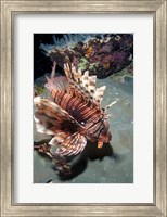 Lionfish at Daedalus Reef Fine Art Print