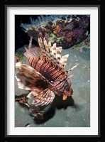 Lionfish at Daedalus Reef Fine Art Print