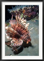 Lionfish at Daedalus Reef Fine Art Print