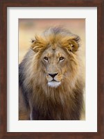 Male Lion at Africat Project, Namibia Fine Art Print